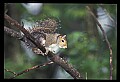10120-00049-Squirrels, General-Gray Squirrel, Sciurus carolinensis.jpg