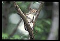 10120-00050-Squirrels, General-Gray Squirrel, Sciurus carolinensis.jpg