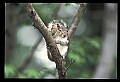 10120-00051-Squirrels, General-Gray Squirrel, Sciurus carolinensis.jpg