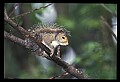 10120-00053-Squirrels, General-Gray Squirrel, Sciurus carolinensis.jpg
