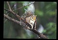 10120-00054-Squirrels, General-Gray Squirrel, Sciurus carolinensis.jpg