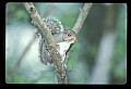 10120-00057-Squirrels, General-Gray Squirrel, Sciurus carolinensis.jpg