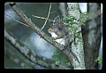 10120-00059-Squirrels, General-Gray Squirrel, Sciurus carolinensis.jpg