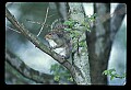 10120-00060-Squirrels, General-Gray Squirrel, Sciurus carolinensis.jpg