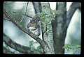 10120-00061-Squirrels, General-Gray Squirrel, Sciurus carolinensis.jpg