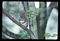 10120-00062-Squirrels, General-Gray Squirrel, Sciurus carolinensis.jpg