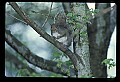 10120-00063-Squirrels, General-Gray Squirrel, Sciurus carolinensis.jpg