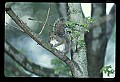 10120-00064-Squirrels, General-Gray Squirrel, Sciurus carolinensis.jpg