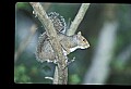 10120-00066-Squirrels, General-Gray Squirrel, Sciurus carolinensis.jpg
