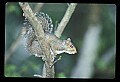 10120-00067-Squirrels, General-Gray Squirrel, Sciurus carolinensis.jpg