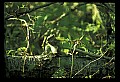 10120-00069-Squirrels, Red Squirrel, Tamiasciurus hudsonicus.jpg