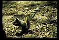 10120-00070-Squirrels, Red Squirrel, Tamiasciurus hudsonicus.jpg