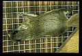 10120-00072-Squirrels, Northern Flying Squirrel, Glaucomys volans.jpg