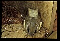 10120-00073-Squirrels, Northern Flying Squirrel, Glaucomys volans.jpg