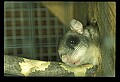 10120-00074-Squirrels, Northern Flying Squirrel, Glaucomys volans.jpg