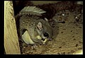 10120-00075-Squirrels, Northern Flying Squirrel, Glaucomys volans.jpg