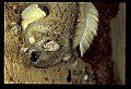 10120-00076-Squirrels, Northern Flying Squirrel, Glaucomys volans.jpg
