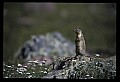 10120-00078-Squirrels, Columbian Ground Squirrel, Spermophilus columbianus.jpg