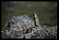 10120-00079-Squirrels, Columbian Ground Squirrel, Spermophilus columbianus.jpg