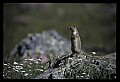 10120-00080-Squirrels, Columbian Ground Squirrel, Spermophilus columbianus.jpg