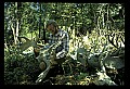10180-00011-Wolves, General.jpg
