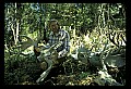 10180-00012-Wolves, General.jpg