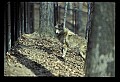 10180-00021-Wolves, General.jpg