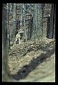 10180-00022-Wolves, General.jpg