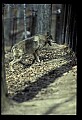 10180-00023-Wolves, General.jpg