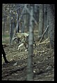 10180-00024-Wolves, General.jpg