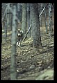 10180-00025-Wolves, General.jpg