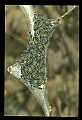 10200-00002-Caterpillars, Worms.jpg