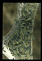 10200-00003-Caterpillars, Worms.jpg