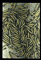 10200-00004-Caterpillars, Worms.jpg