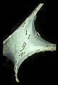 10200-00006-Caterpillars, Worms.jpg