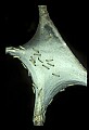 10200-00007-Caterpillars, Worms.jpg