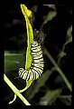 10200-00011-Caterpillars, Worms.jpg