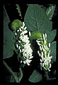 10200-00015-Caterpillars, Worms.jpg