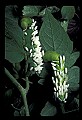 10200-00018-Caterpillars, Worms.jpg