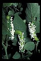 10200-00022-Caterpillars, Worms.jpg