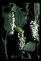 10200-00023-Caterpillars, Worms.jpg