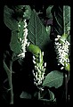 10200-00024-Caterpillars, Worms.jpg