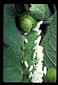10200-00025-Caterpillars, Worms.jpg