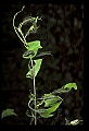 10200-00027-Caterpillars, Worms.jpg