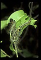 10200-00028-Caterpillars, Worms.jpg