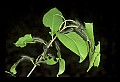 10200-00029-Caterpillars, Worms.jpg