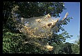10200-00031-Caterpillars, Worms.jpg