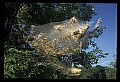 10200-00032-Caterpillars, Worms.jpg