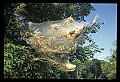 10200-00033-Caterpillars, Worms.jpg