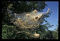 10200-00034-Caterpillars, Worms.jpg